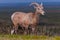 Badlands Bighorn Sheep Male