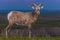 Badlands Bighorn Sheep Male