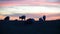 Badlands Bighorn Sheep at Sunset
