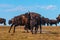 Badlands Bison Looking towards the camera