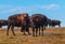 Badlands Bison Looking towards the camera