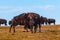 Badlands Bison Looking towards the camera