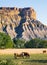 Badlands Cattle