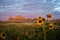 Badlands Formations in Focus with Blurry Sunflowers