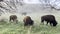 The badlands hills and mountains with Wild Bison in Theodore Roosevelt National Park in North Dakota