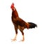 Badlands Rhode Island Red Rooster.