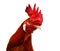 Badlands Rhode Island Red Rooster.