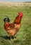 Badlands Rhode Island Red Rooster