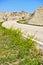 Badlands Wildflowers