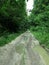 Badly damaged road in a dense green forest