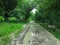 Badly damaged road in a dense green forest