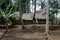 The Baduy people\\\'s rice barns