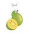 Bael Exotic Juicy Fruit Vector Isolated Icon Aegle