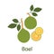 Bael fruit. Vector Illustration EPS.