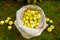 A bag full of early ripening apples, Yellow Transparent.