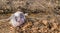 Bag of trash deposed of by the side of a stream