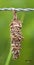 Bag worm cocoon hanging on barbed wire