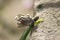 A bag worm on a concrete slab