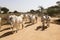 Bagan, Myanmar, December 28 2017: Herd of cows runs on a dusty road