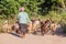 BAGAN, MYANMAR - DECEMBER 6, 2016: Female herder with her goats in Bagan, Myanm