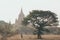 Bagan, Myanmar - March 2019: woman picking tamarind fruits with Buddhist temple on background