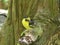 Baglafecht weaver bird ploceus baglafecht male on tree branch