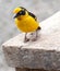 Baglafecht weaver bird standing on rock wall