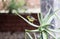 Baglafecht Weaver Ploceus baglafecht Perched in a Cactus in Tanzania