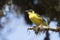 Baglafecht weaver that sits on a dry branch of a tree in the Afr