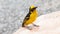 Baglafecht weaver standing on rock wall