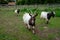 Bagot Goats in Padock walking, ancient breed recorded 1387 in England, used in conservation grazing on brambles and weeds