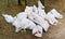 Bags with construction debris lie on a forest glade