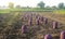 Bags of freshly harvested raw potatoes are in a farm field. Harvesting tuber crops. Farming and growing food. Collection