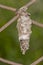 Bagworm