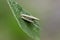 Bagworm