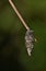 Bagworm cocoon hanging on a pine needle.