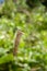 Bagworm Hanging