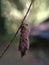 Bagworm moth Psyche casta Caterpillar