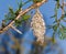 Bagworm on pine fir tree branch