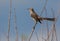 The Bahama Mockingbird