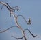 Bahama Mockingbird and bizarre tree