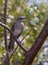 Bahama Mockingbird close-up