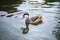 Bahama pintail or summer duck floating on water