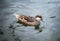 Bahama pintail or summer duck floats on water