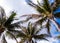 The Bahamas: Healthy palm trees