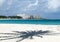 Bahamas Paradise Island Beach