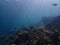 Bahamas underwater scene, coral reef. Marine life.