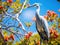 Bahamian Crane in a Tree