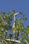 Bahamian Crane in a Tree