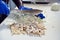 Bahamian man preparing conch for salad